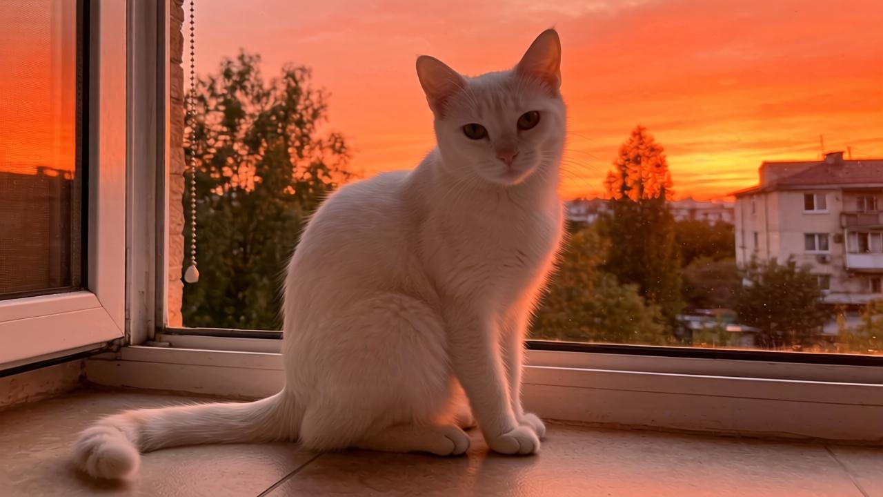 北方怎样养九里香盆栽第一张图