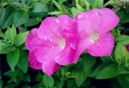 牵牛花什么时候开花？牵牛花花语是什么？