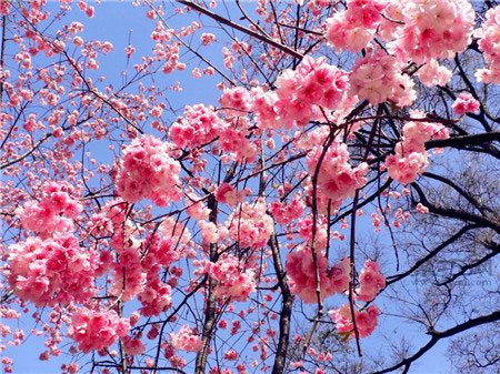 樱花的花语是什么？各种樱花花语大全