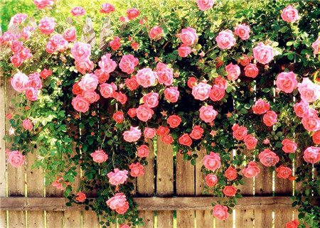 蔷薇花语是什么？不同颜色蔷薇花花语大全