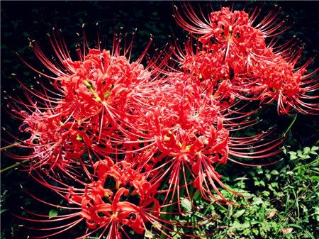 彼岸花图片欣赏 彼岸花花语是什么？