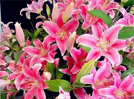 一朵百合花代表什么意思?百合花送几朵好