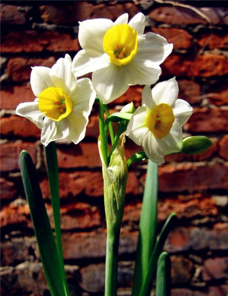 水仙花有毒吗？室内养水仙花应该注意什么？