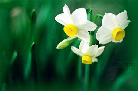 不同水仙花的花语是什么？水仙花花语大全