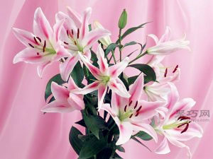 百合花的花语是什么？百合花语大全