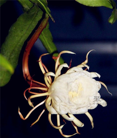 昙花什么时候开花？昙花花语是什么？