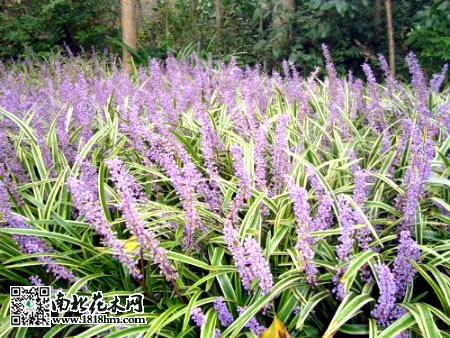 麦冬的功效与作用