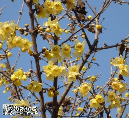 先开花后长叶的花卉有哪些