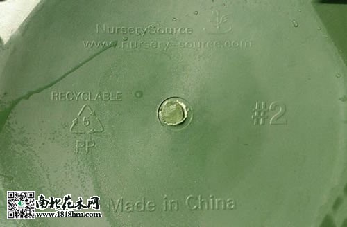 如何辨别加仑盆的真假