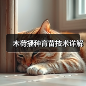 木荷播种育苗技术详解（图4）