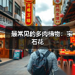 最常见的多肉植物：宝石花（图3）