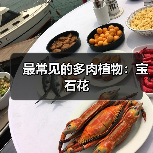 最常见的多肉植物：宝石花