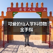 可爱的仙人掌科植物：金手指