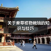关于香草植物栽培的知识与技巧（图2）