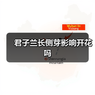 君子兰长侧芽影响开花吗（图4）