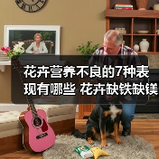 花卉营养不良的7种表现有哪些 花卉缺铁缺镁（图2）