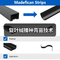 复叶槭播种育苗技术（图2）