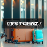 桃树缺少磷肥的症状