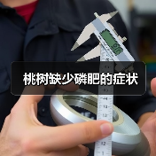 桃树缺少磷肥的症状（图2）