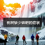 桃树缺少磷肥的症状（图3）