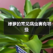 绿萝的常见病虫害有哪些（图2）
