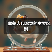 虞美人和罂粟的主要区别（图3）