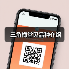三角梅常见品种介绍