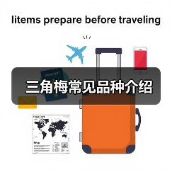 三角梅常见品种介绍（图3）