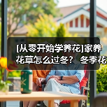 [从零开始学养花]家养花草怎么过冬？ 冬季花卉越冬养护最全攻略（图1）