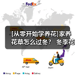 [从零开始学养花]家养花草怎么过冬？ 冬季花卉越冬养护最全攻略（图3）