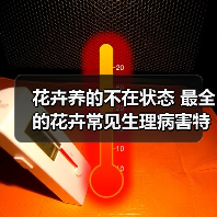 花卉养的不在状态 最全的花卉常见生理病害特征和防治手册（图4）