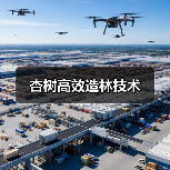 杏树高效造林技术（图3）