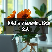 桃树得了疮痂病应该怎么办