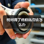 桃树得了疮痂病应该怎么办（图2）