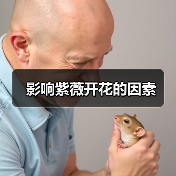 影响紫薇开花的因素（图2）