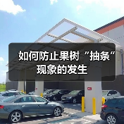 如何防止果树“抽条”现象的发生（图3）