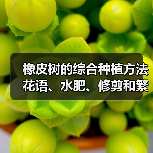 橡皮树的综合种植方法 花语、水肥、修剪和繁殖