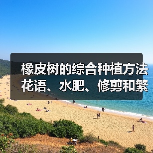 橡皮树的综合种植方法 花语、水肥、修剪和繁殖（图3）