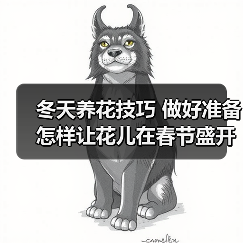 冬天养花技巧 做好准备怎样让花儿在春节盛开