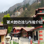 苍术的功效与作用介绍