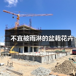 不宜被雨淋的盆栽花卉（图4）