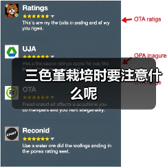 三色堇栽培时要注意什么呢（图2）