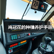 鸡冠花的种植养护手册（图3）