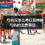 芍药花怎么养以及种植芍药的注意事项（图3）