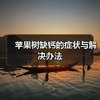 苹果树缺钙的症状与解决办法（图2）
