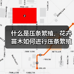 什么是压条繁殖，花卉苗木如何进行压条繁殖