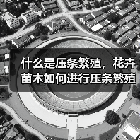 什么是压条繁殖，花卉苗木如何进行压条繁殖（图3）