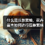 什么是压条繁殖，花卉苗木如何进行压条繁殖（图2）