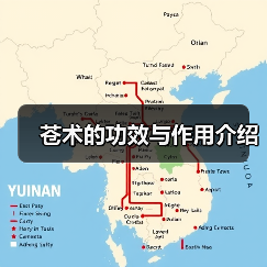 苍术的功效与作用介绍（图2）
