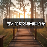 苍术的功效与作用介绍（图4）